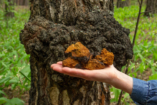 5 Reasons to include natural Chaga supplements in your diet