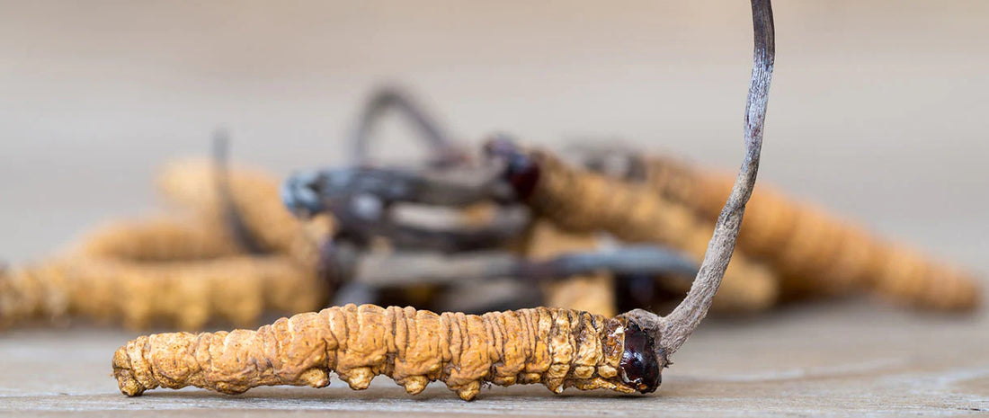 Why Are Athletes Incorporating Cordyceps Sinensis Supplements Into Their Diet?