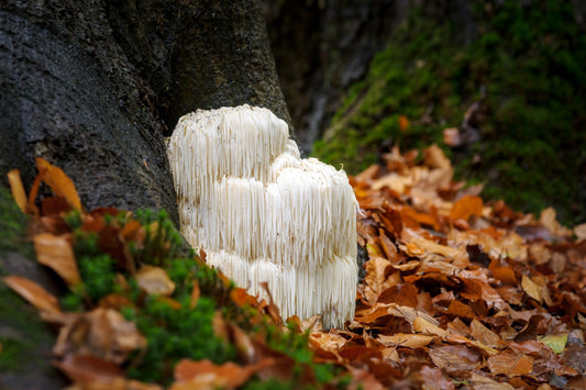 lion's mane mushroom growing on tree
