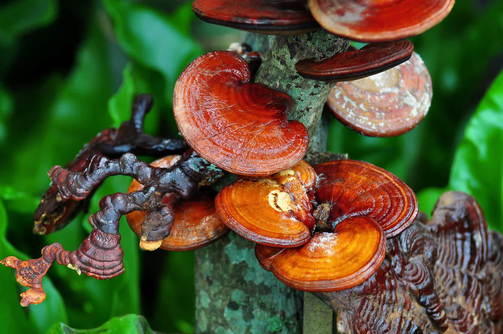 Reishi Mushroom Supplements: A Natural Way to Improve Your Health and Well-Being